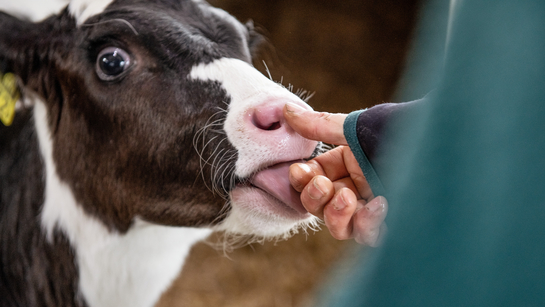 Ein Kalb lässt sich von einer Mitarbeitenden des Amts für Landwirtschaft streicheln