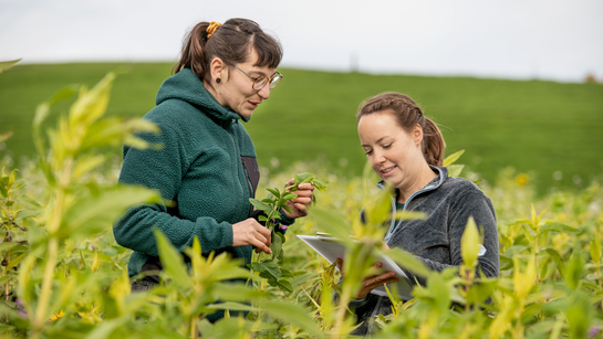 Zwei Mitarbeiterinnen des Amts für Landwirtschaften arbeiten auf einem grünen Feld