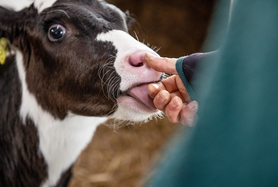 Ein Kalb lässt sich von einer Mitarbeitenden des Amts für Landwirtschaft streicheln